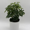Umbrella Tree