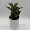 Platycerium Bifurcatum (Staghorn Fern)
