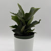 Platycerium Bifurcatum (Staghorn Fern)