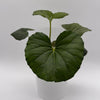 Farfugium Japonicum Giganteum