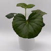 Farfugium Japonicum Giganteum