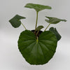 Farfugium Japonicum Giganteum