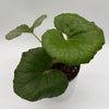 Farfugium Japonicum Giganteum