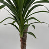 Dracaena Yucca Cane