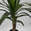 Dracaena Yucca Cane