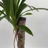 Dracaena Yucca Cane