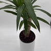 Dracaena Yucca Cane