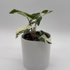 Syngonium Albo
