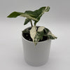 Syngonium Albo
