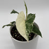 Syngonium Albo