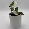 Syngonium Albo