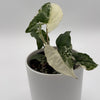 Syngonium Albo