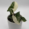 Syngonium Albo
