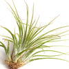 Tillandsia Ionantha v Ionantha