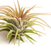 Tillandsia Ionantha Rubra