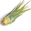 Tillandsia Ionantha Scaposa