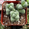 Ice Plant Corpuscularia Lehmannii