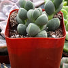 Ice Plant Corpuscularia Lehmannii