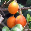 Imbe (Garcinia livingstonei)