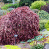 10 INABA SHIDARE MAPLE Weeping Red Laceleaf Japanese Acer Palmatum Dissectum Tree Seeds