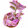 Tradescantia fluminensis 'Nanouk'