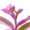 Tradescantia fluminensis 'Nanouk'