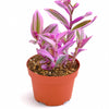 Tradescantia fluminensis 'Nanouk'