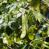 Ice Cream Bean, Feuileei (Inga feuilleei)