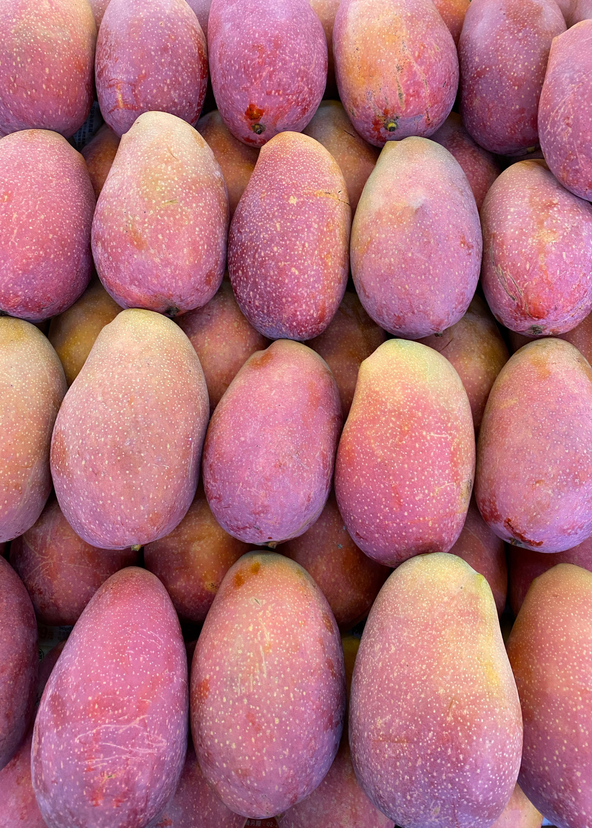 Rare Mango Bundle: Mahachanook + Egg of the Sun – The Plant Seed