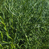 10 CORKSCREW RUSH Spiral Grass Juncus Effusus Spiralis Wetland Pond Seeds
