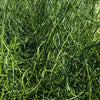 10 CORKSCREW RUSH Spiral Grass Juncus Effusus Spiralis Wetland Pond Seeds