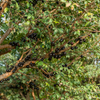 Jabuticaba (Plinia cauliflora)