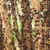 Jabuticaba (Plinia cauliflora)