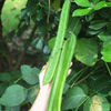 Jackbean (Canavalia ensiformis)