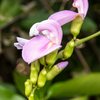 Jackbean (Canavalia ensiformis)