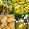 Jackfruit Tree Bundle: 'Golden Nugget' & 'Orange Crush'