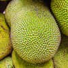 Jackfruit ‘Orange Crush’ (Artocarpus heterophyllus)