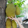 Jackfruit Seedling (Artocarpus heterophyllus)