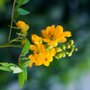 Jamaican Dandelion (Senna occidentalis)