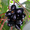 Jamun (Syzygium cumini)