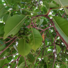 Jamun (Syzygium cumini)