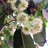 Jamun (Syzygium cumini)