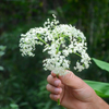 Elderberry, Florida Native (Sambucus canadensis)