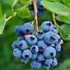 Blueberry 'Jewel' (Vaccinium corymbosum)