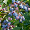 Blueberry 'Jewel' (Vaccinium corymbosum)