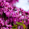 25 JUDAS TREE European Redbud Love Tree Cercis Siliquastrum Pink Purple Flower Seeds
