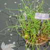 10 CORKSCREW RUSH Spiral Grass Juncus Effusus Spiralis Wetland Pond Seeds