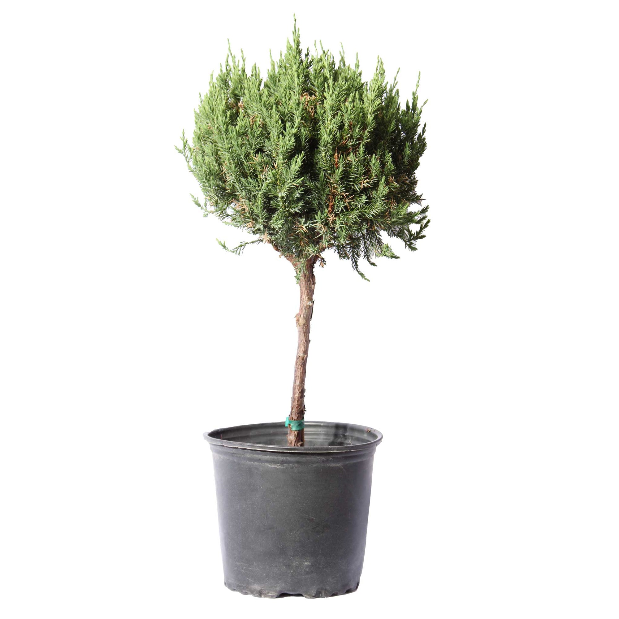 Blue Fall Topiary Blue Point Juniper Topiary – The Plant Seed