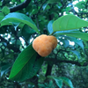 Kwai Muk (Artocarpus hypargyraeus)