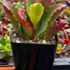 Kalanchoe Longiflora